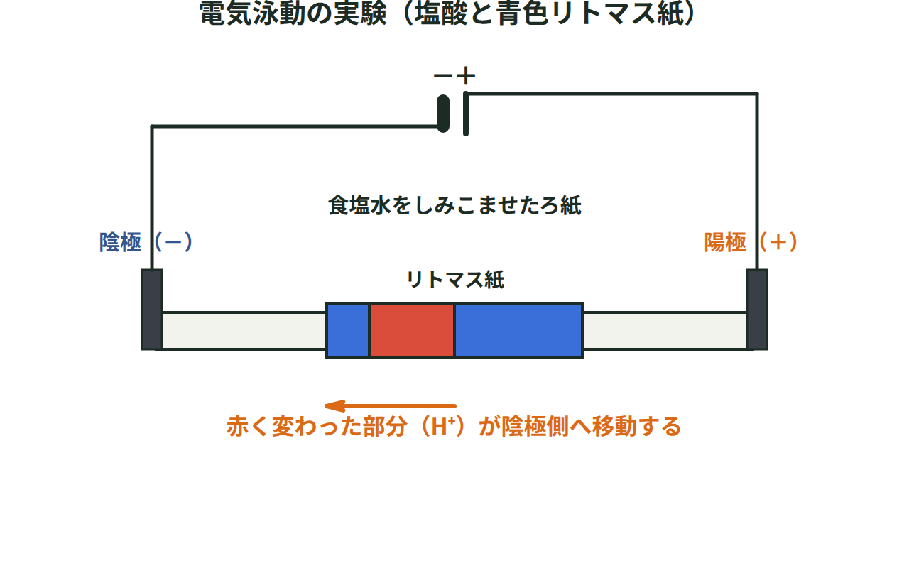 食塩水をしみこませたろ紙に置いた青色リトマス紙に塩酸をつけ、電圧をかけると赤く変わった部分が陰極側へ動く電気泳動の実験の図