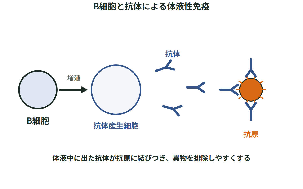 B細胞が増殖して抗体産生細胞に変わり、放出したY字形のタンパク質が抗原に結びつく様子を描いた図