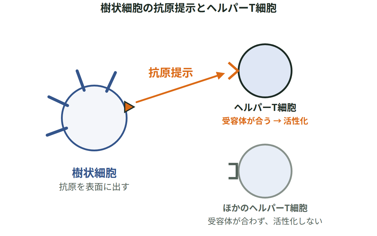 樹状細胞が異物の一部を表面に出し、合う受容体を持つヘルパーT細胞だけが結びつく様子を描いた図