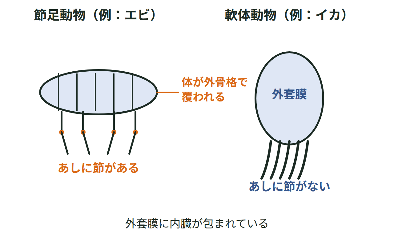 節足動物（外骨格・節のあるあし）のエビと、軟体動物（外套膜に包まれた内臓・節のないあし）のイカの体のつくりを比較する図