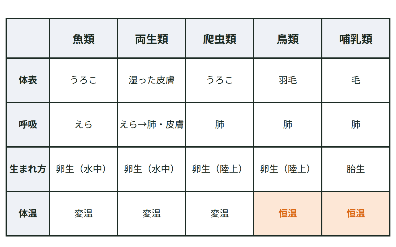 脊椎動物5グループ（魚類・両生類・爬虫類・鳥類・哺乳類）の体表・呼吸・子の生まれ方・体温を並べた表