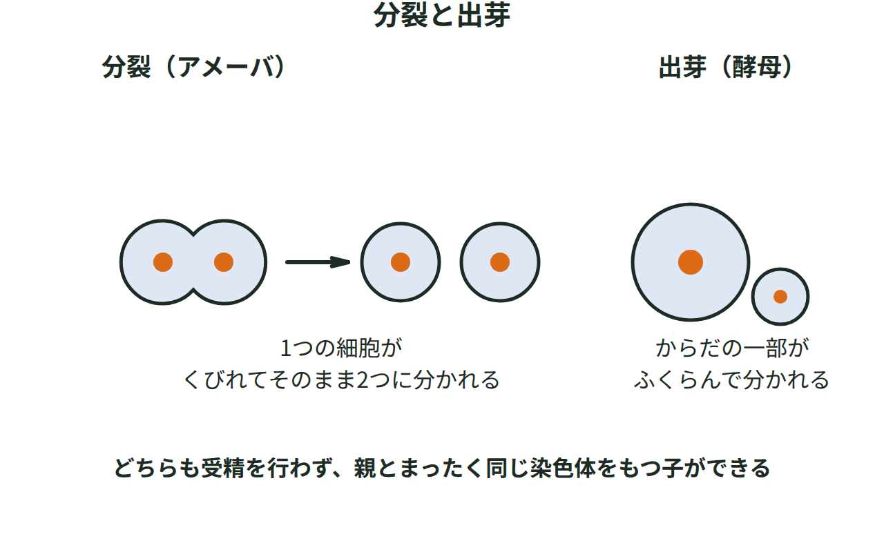 1つの細胞がそのまま2つに分かれる分裂（アメーバ）と、からだの一部がふくらんで分かれる出芽（酵母）を示す図