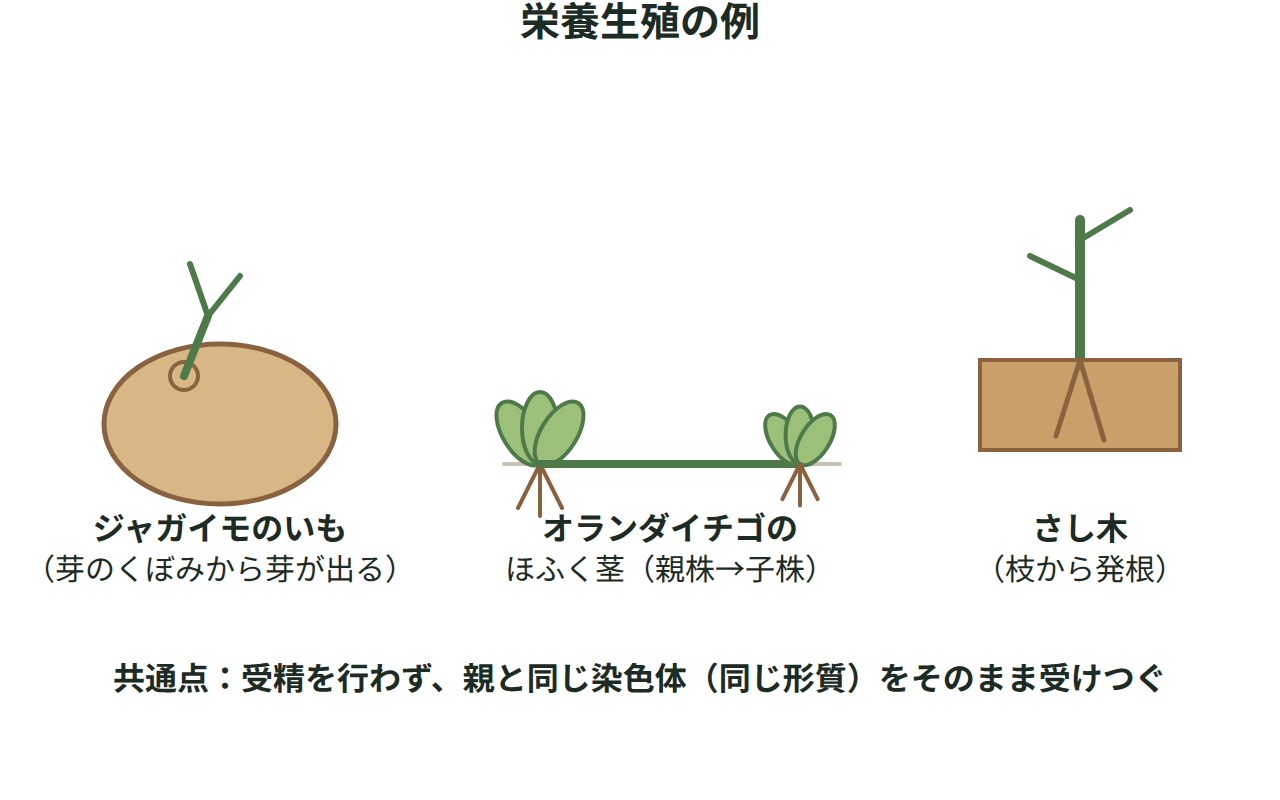 ジャガイモのいも、オランダイチゴのほふく茎、さし木の3つの栄養生殖の例を並べて示す図