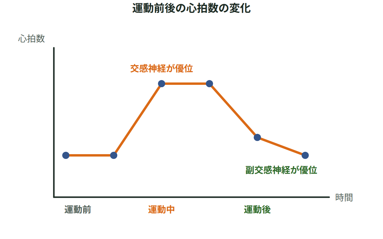 踏み台昇降運動の前後で心拍数が変化する様子を、自律神経系の働きとあわせて示した図