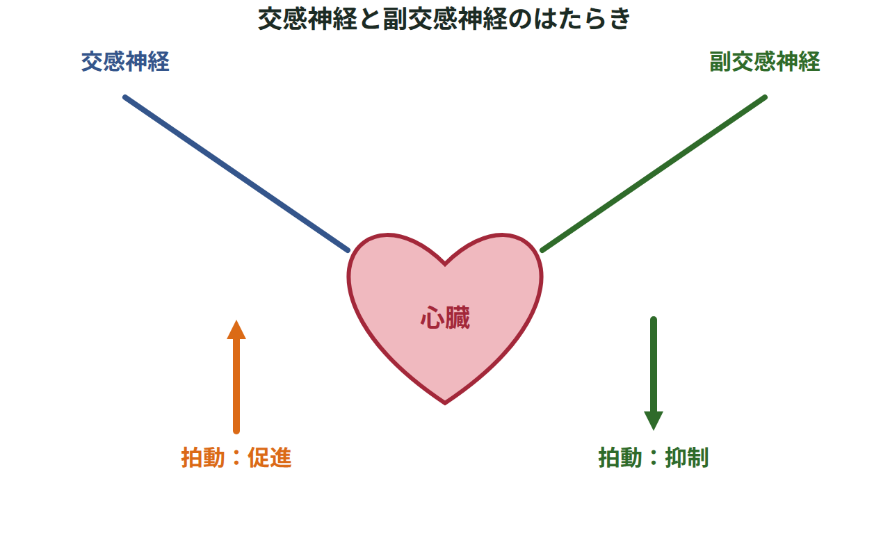 心臓に伸びる自律神経系の2つの神経を、促進と抑制の反対方向の矢印で描いた図