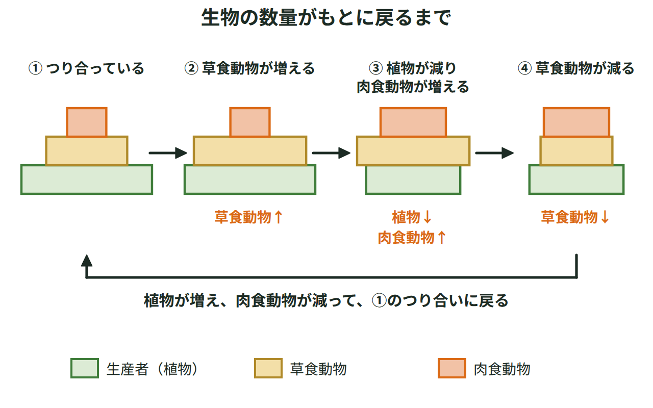 草食動物が一時的に増えたあと、植物が減り肉食動物が増え、草食動物が減って、もとのつり合いに戻るまでを4つのピラミッドで示した図