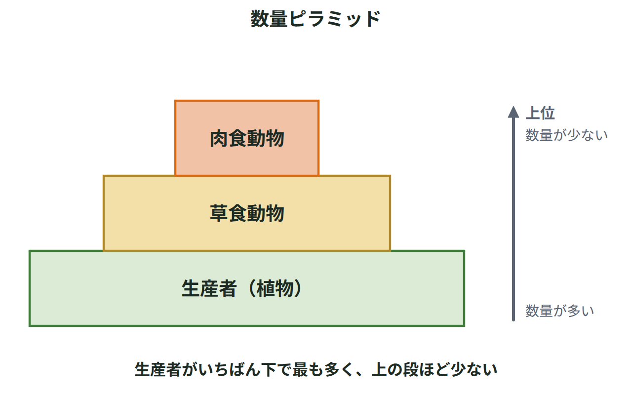 下から生産者（植物）・草食動物・肉食動物の順に積み重ね、上の段ほど幅がせまくなる数量ピラミッドの図
