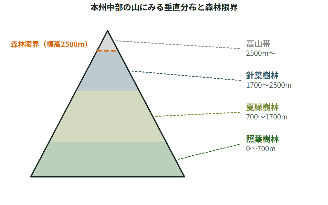 三角形の山の断面を標高ごとに4色で塗り分け、照葉樹林から高山帯までの範囲と森林限界の線を示した図