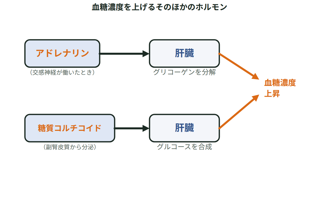 アドレナリンと糖質コルチコイドがそれぞれ肝臓に働きかけて血糖濃度を上げる経路を並べた図