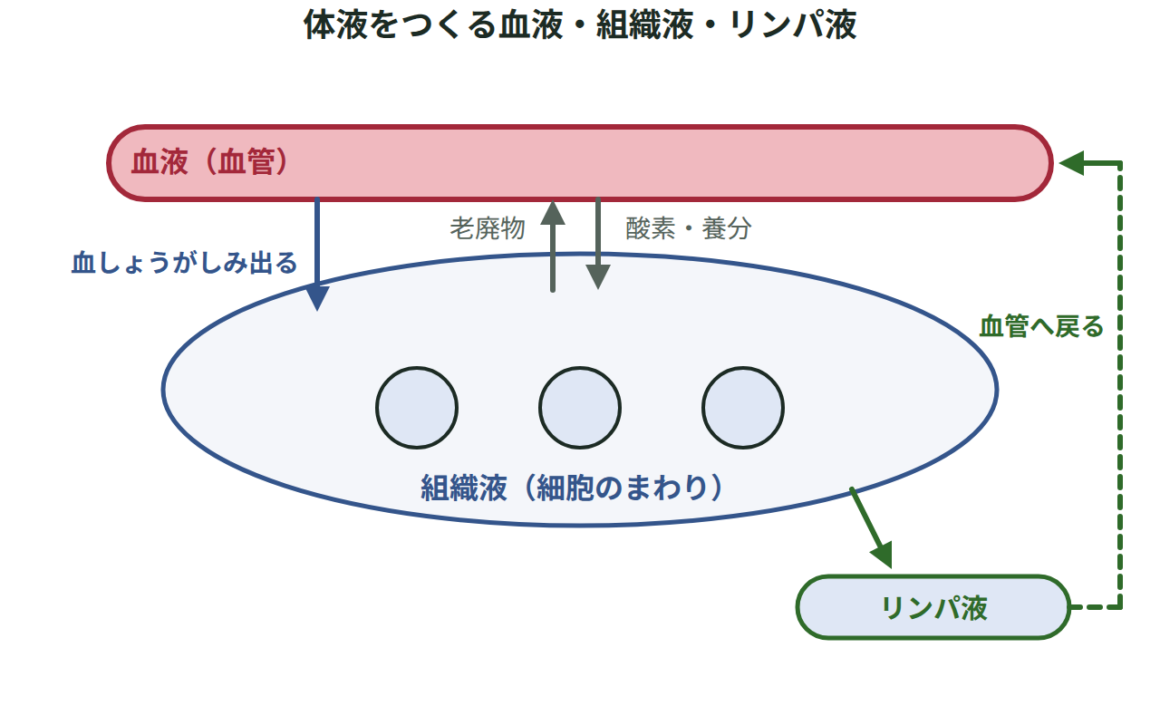 血しょうが血管からしみ出して細胞を囲む組織液になり、その一部がリンパ液となって血管へ戻る流れを矢印で示した図