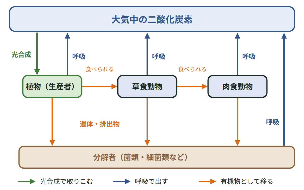 大気中の二酸化炭素が光合成で植物に取りこまれ、有機物として草食動物・肉食動物・分解者へ移り、すべての生物の呼吸で大気へ戻る炭素の循環の図