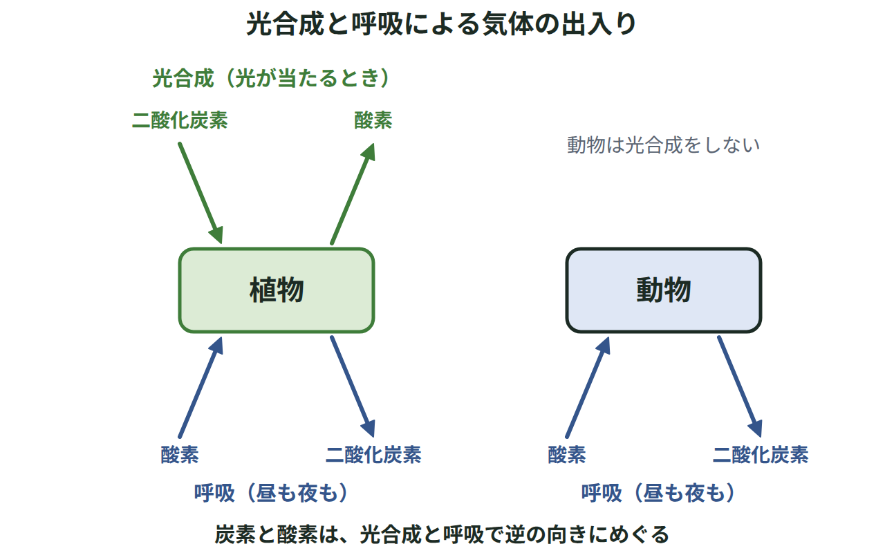 植物の光合成で二酸化炭素を取り入れ酸素を出し、植物と動物の呼吸で酸素を取り入れ二酸化炭素を出す気体の出入りを比べた図