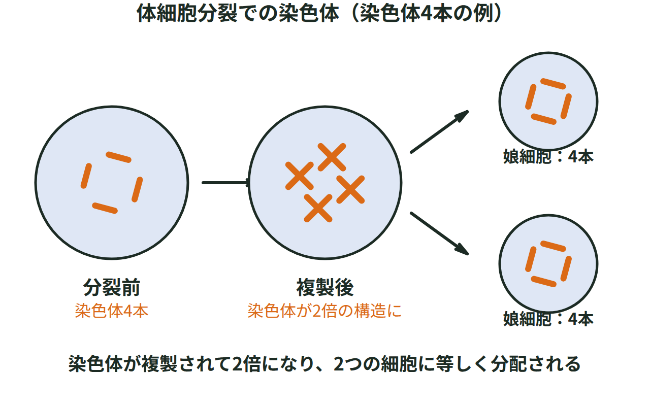 もとの細胞が4本の染色体をもち、分裂の前に複製されて2倍になり、2つの細胞に等しく分配されて、分裂後の2つの細胞もそれぞれ4本をもつ様子を示す図