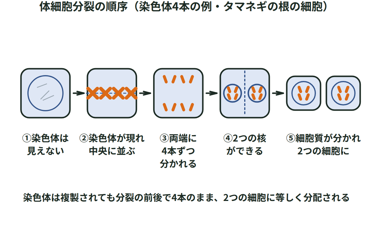染色体が見えない核の細胞から、太く短く現れて中央に並び→両端に分かれて2つの核ができ→細胞質が分かれて2つの細胞になるまでの体細胞分裂の順序を示す図