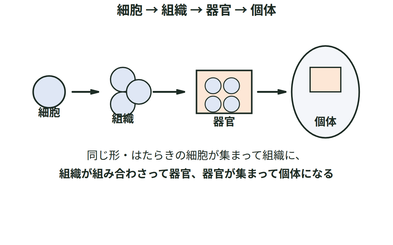 1個の細胞から、同じ細胞が集まった組織、組織が組み合わさった器官、器官が集まった個体へと広がっていく様子を示す図