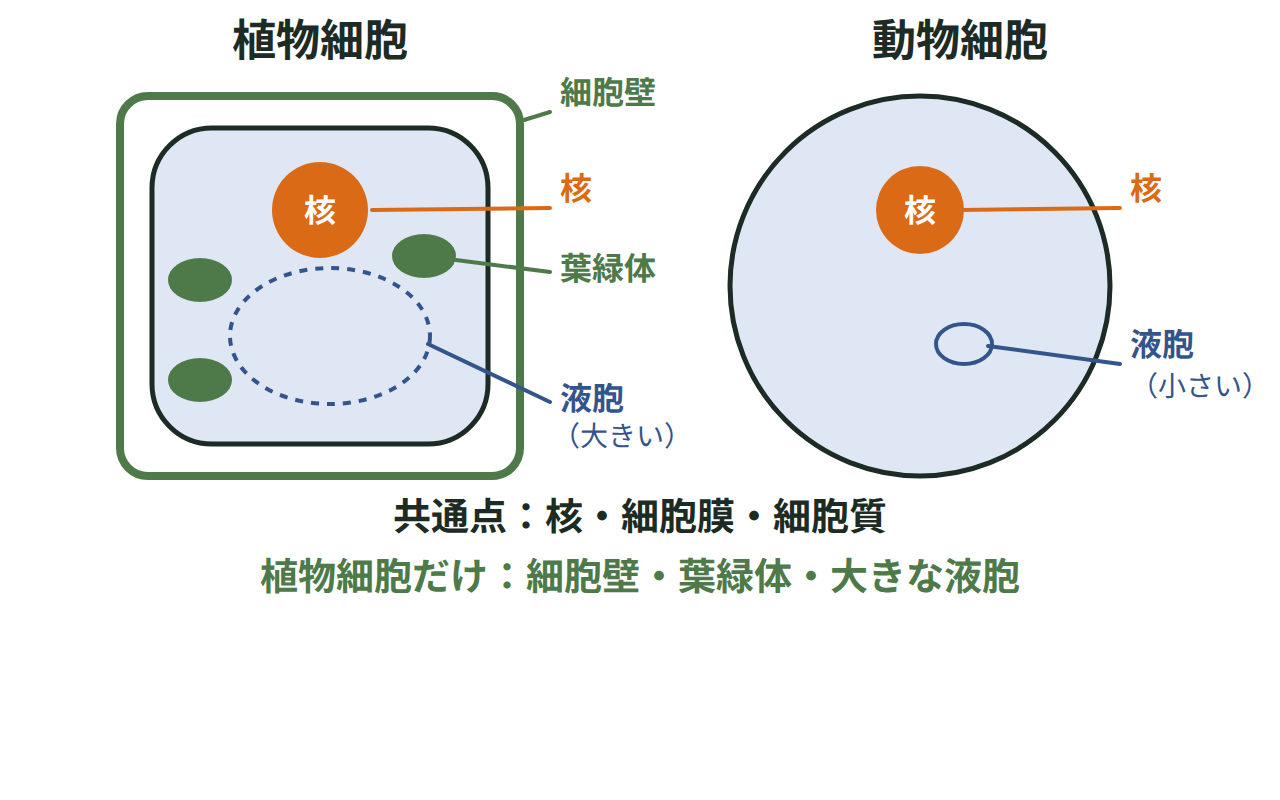 植物細胞と動物細胞を並べて、核・細胞膜・細胞質は共通、細胞壁・葉緑体・大きな液胞は植物細胞だけにあることを示す図