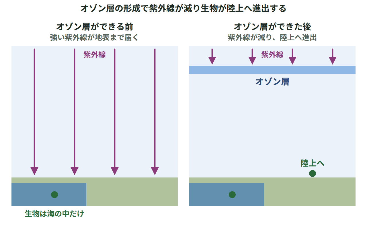 紫外線が強く地表に届き生物が海の中にとどまる様子と、オゾン層ができて紫外線が弱まり生物が陸上に進出する様子を上下に並べた図