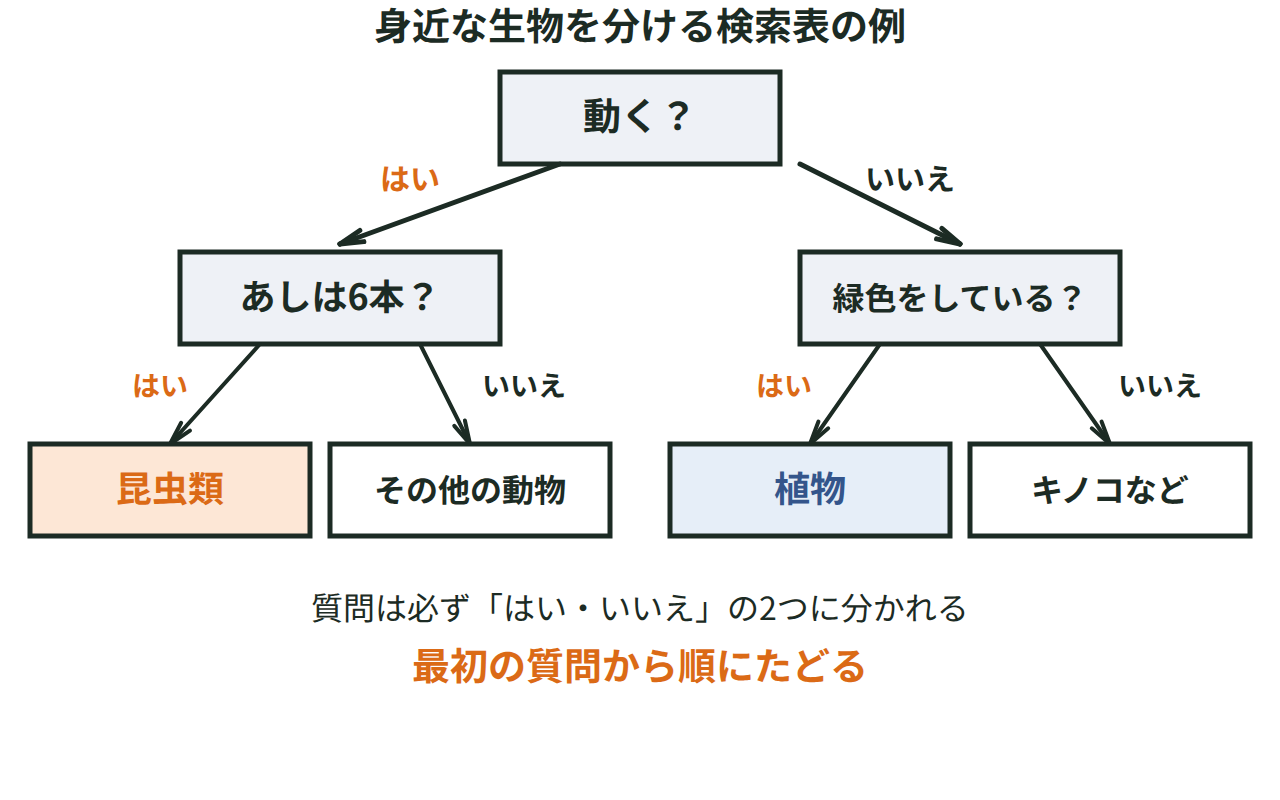 「動くか」「あしの数は6本か」「緑色をしているか」という質問を「はい・いいえ」でたどり、昆虫類・クモ類・植物・その他にたどりつく検索表の例