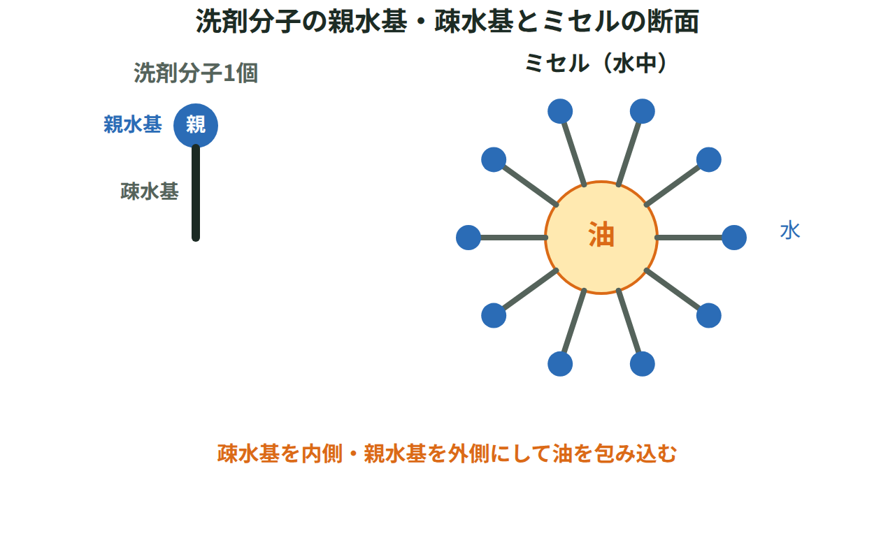 洗剤分子を親水基の丸い頭と疎水基の長い尾で表した図と、水中で尾を内側に向けて集まってできたミセルの断面を並べた図