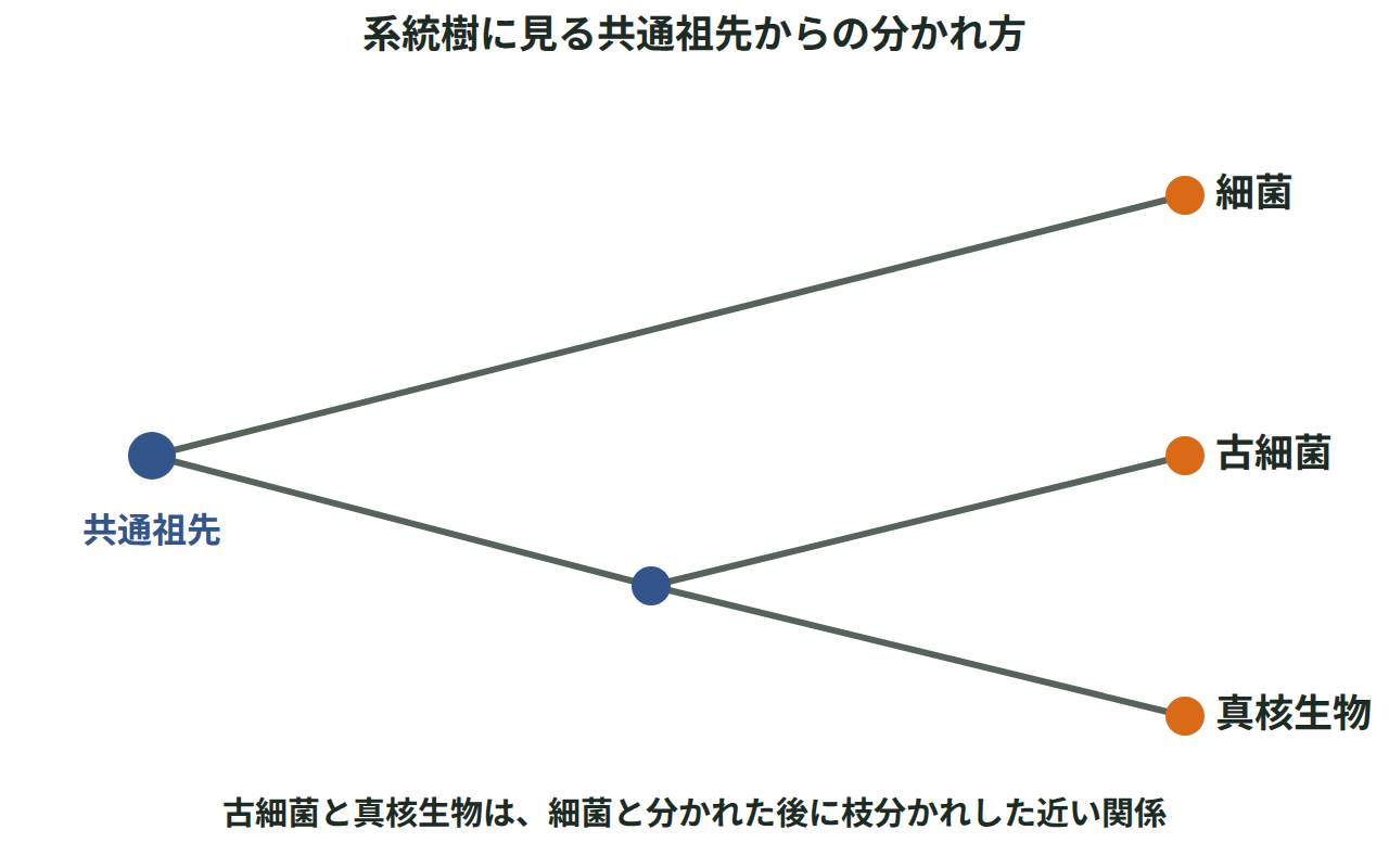 1つの共通祖先から、細菌・古細菌・真核生物へと枝分かれしていく様子を線で結んだ系統樹の図