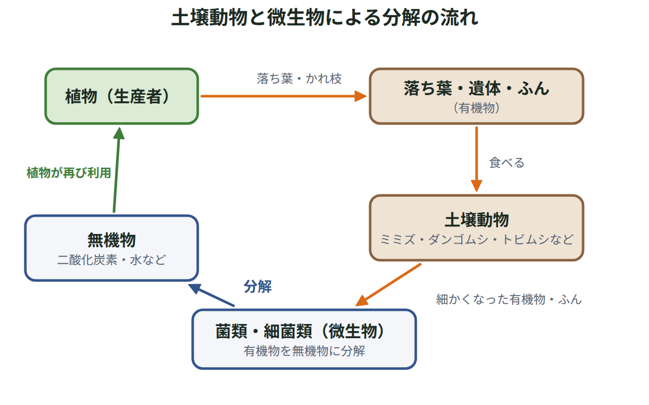 落ち葉や遺体を土壌動物が食べて細かくし、菌類や細菌などの微生物が無機物に分解して、植物が再び利用する流れを示した図