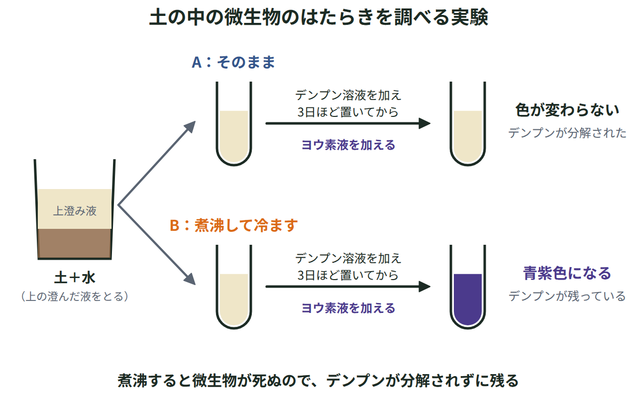 土の上澄み液をそのままのものと煮沸したものに分け、デンプン溶液を加えて3日ほど置いたあとヨウ素液で色の変化を比べる実験の図