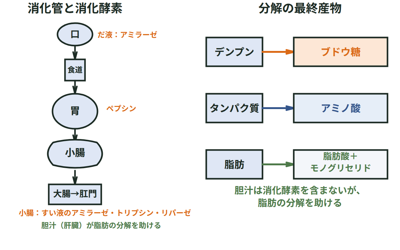 口から肛門までの消化管と各部の消化酵素、デンプン・タンパク質・脂肪が分解されてできる物質を示す図