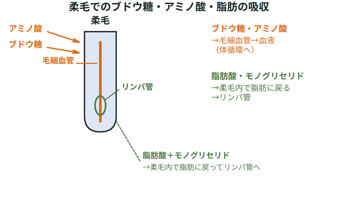 小腸の柔毛の断面図。ブドウ糖とアミノ酸が毛細血管に、脂肪酸とモノグリセリドが脂肪に戻ってリンパ管に入る様子を示す図