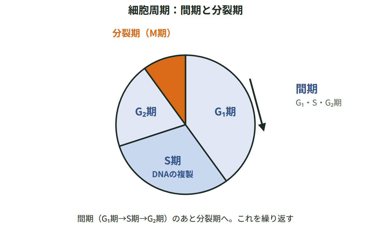 円を時計回りに、G₁期・S期・G₂期からなる間期と、それに続く分裂期（M期）に分けて並べた図