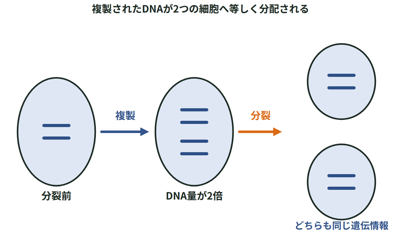 1本のDNAが複製されて2本になり、それぞれが2つの細胞へ分かれて渡る流れを示した図