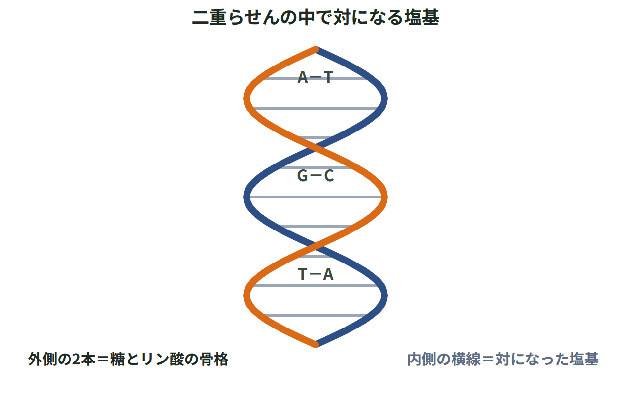 2本の鎖がねじれた二重らせんの内側で、AとT、GとCがはしご状に対になって並ぶ様子を示した図