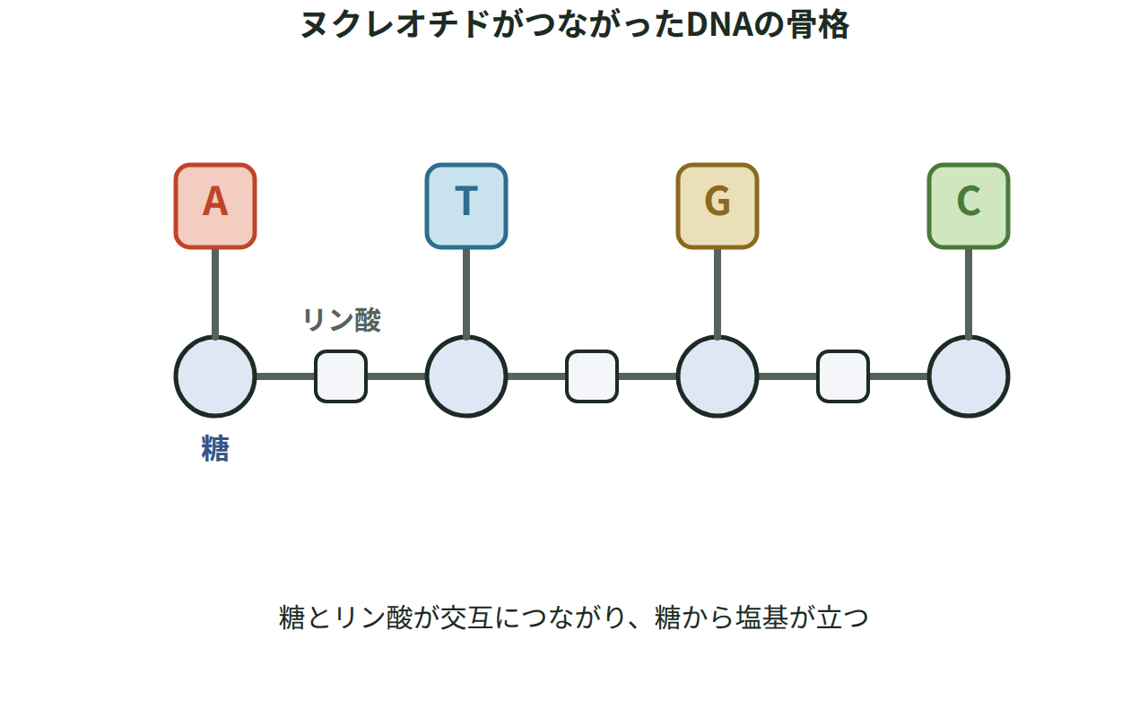 糖・リン酸・塩基が結びついたヌクレオチドが鎖状につながり、DNAの1本の骨格を作る様子を示した図
