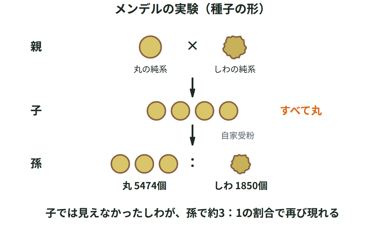 丸としわの純系をかけ合わせると子の代はすべて丸になり、子を自家受粉させると孫の代で丸5474個としわ1850個がおよそ3対1で現れることを示す図