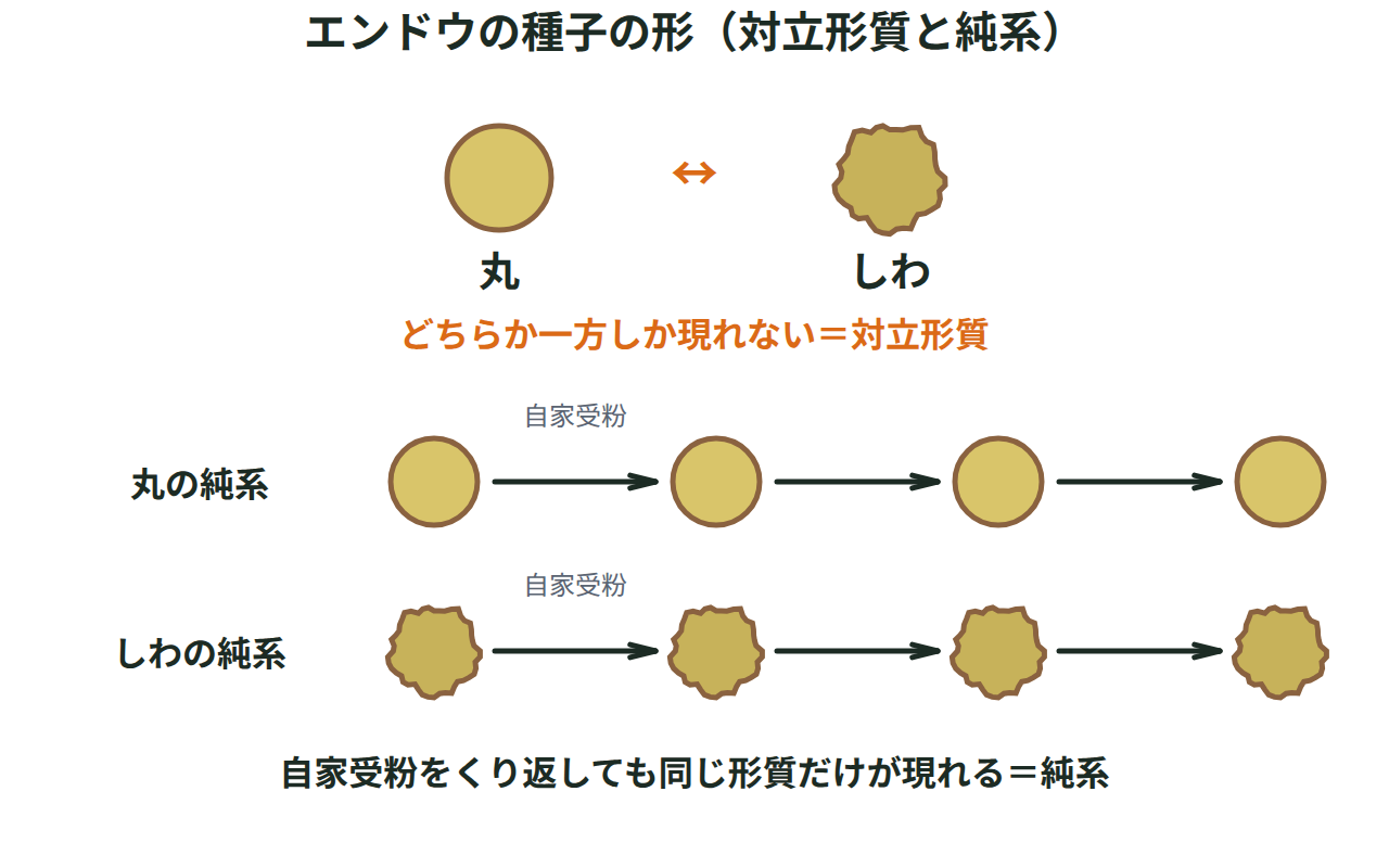 エンドウの丸い種子としわのある種子を対立形質として並べ、それぞれの純系は自家受粉をくり返しても親と同じ形の種子だけができることを示す図
