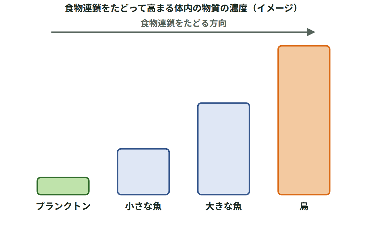 プランクトンから小さな魚、大きな魚、鳥へと食物連鎖をたどるにつれて、体内の物質の濃度を示す棒グラフが段階的に高くなっていく図