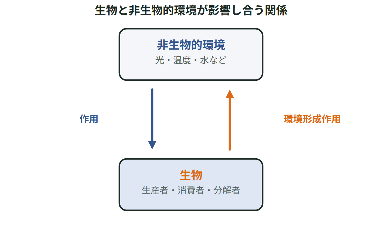 生産者・消費者・分解者の生物と、光・温度・水などの非生物的環境を箱で示し、影響が双方向にはたらく様子を矢印で表した図