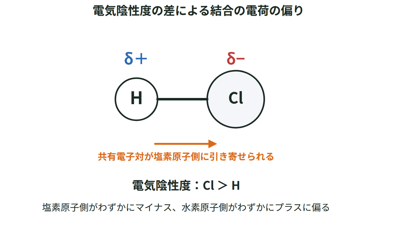 塩化水素分子で塩素原子のほうが電気陰性度が大きく共有電子対を引き寄せ、塩素側がマイナス、水素側がプラスに偏る様子を示した図