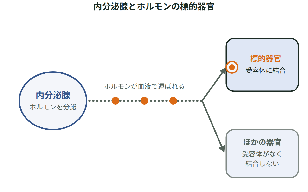 内分泌腺から血液中へホルモンが分泌され、受容体を持つ標的器官だけに結合する様子を描いた図