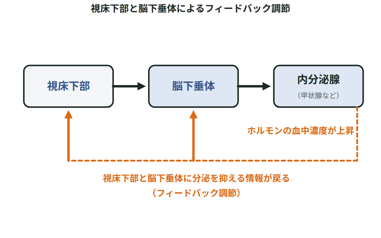 視床下部から脳下垂体、内分泌腺（甲状腺など）へと指令が伝わり、ホルモンの血中濃度が上がると上流の2か所へ分泌を抑える情報が戻る流れを、矢印で示した図