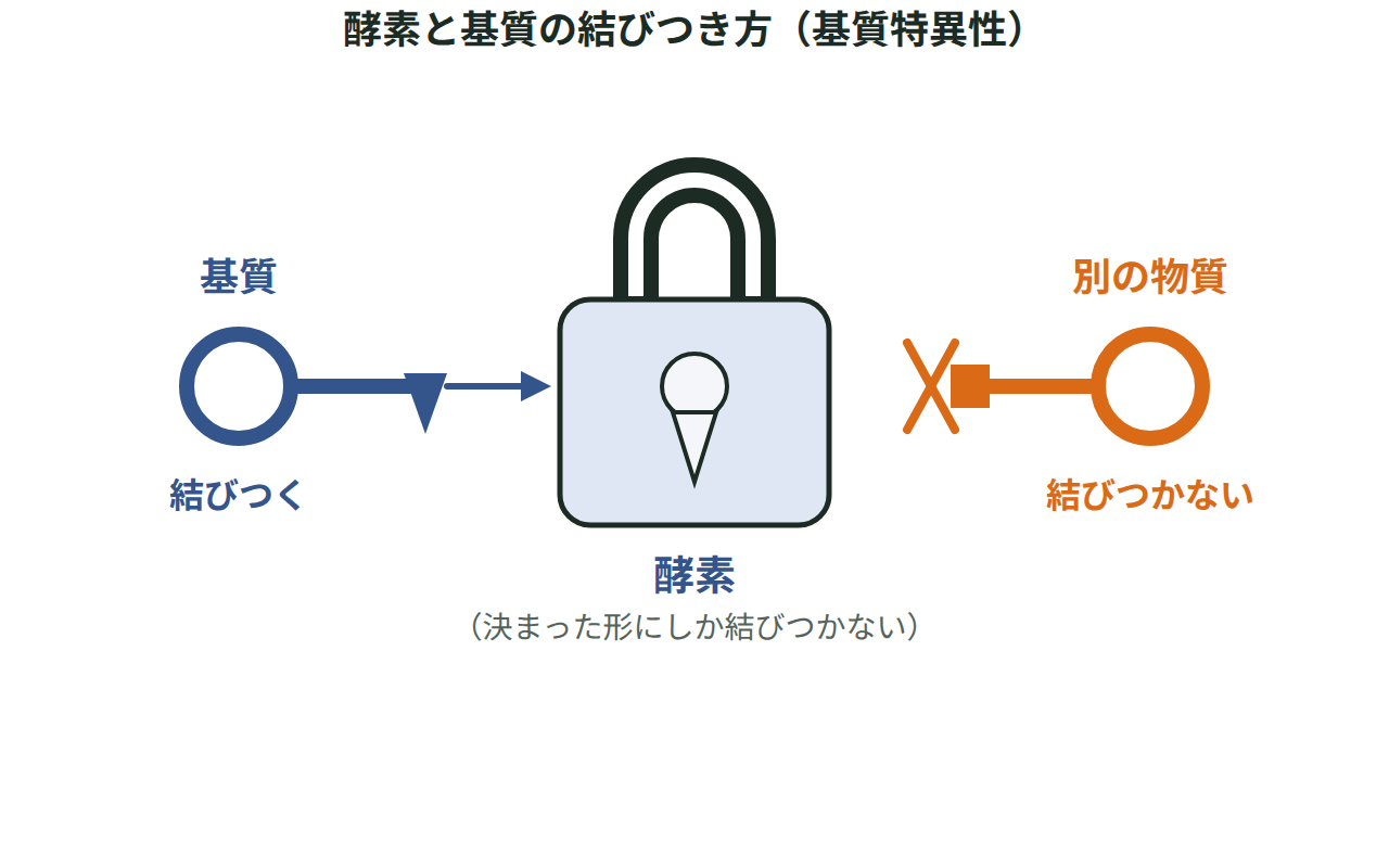 決まった形の基質だけが酵素に結びつき、形の合わない物質は結びつかない様子をかぎと鍵穴で表した図