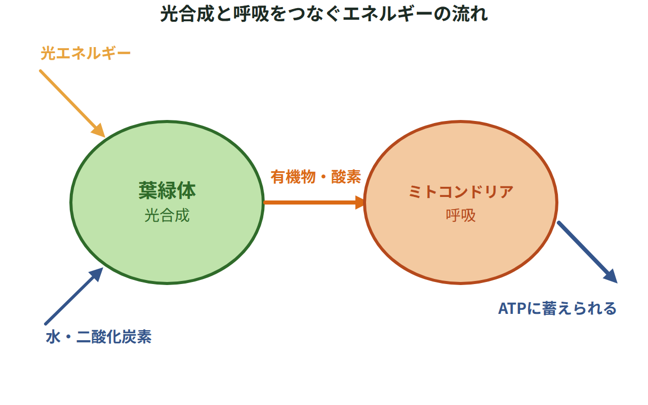 葉緑体で光エネルギーから作られた有機物が、ミトコンドリアでの呼吸によってATPのエネルギーに変わる流れを示した図