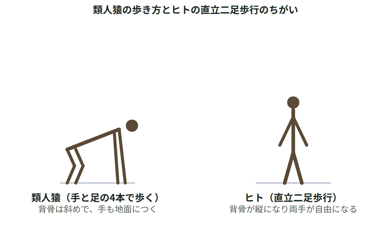 手と足の4本で体を支え背骨が斜めになった類人猿の姿勢と、2本の足で直立し背骨が縦になったヒトの姿勢を並べて描いた図