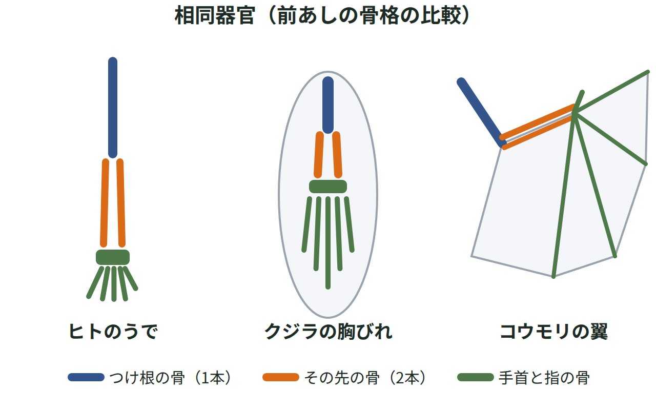 ヒトのうで・クジラの胸びれ・コウモリの翼の骨格を並べ、つけ根の1本の骨・その先の2本の骨・手首と指の骨を同じ色でぬり分け、共通のつくりを示す図