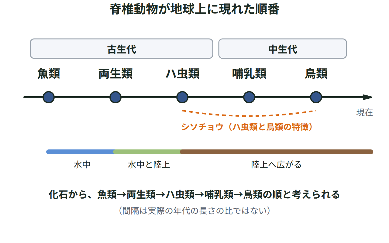 左から右への時間の矢印上に、魚類・両生類・ハ虫類が古生代に、哺乳類・鳥類が中生代に、この順で現れたこと、ハ虫類と鳥類の間にシソチョウが位置することを示す図