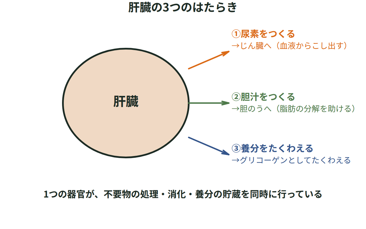 肝臓の3つのはたらき（尿素をつくる・胆汁をつくる・養分をたくわえる）を並べて示す図