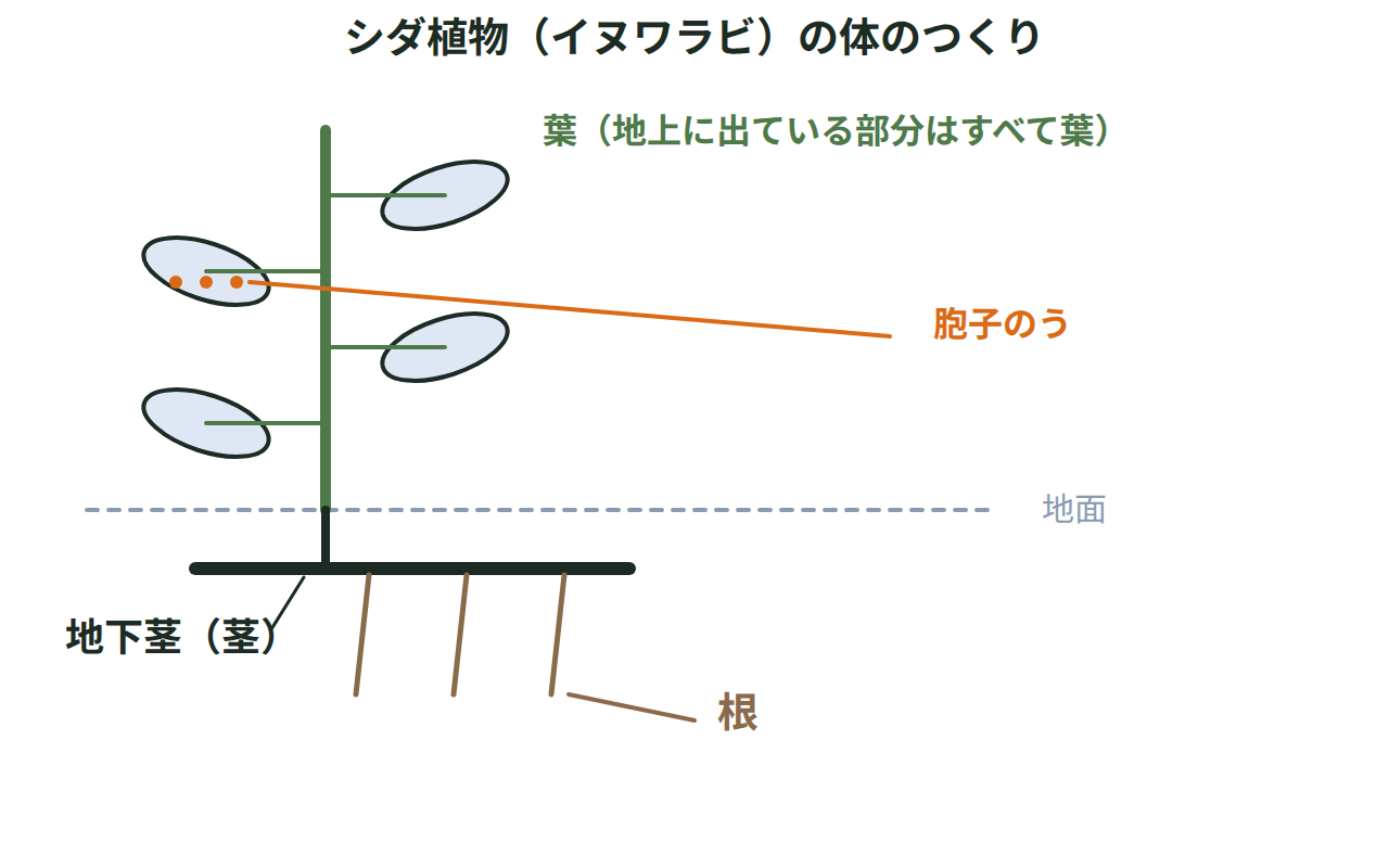 イヌワラビの葉・地下茎・根と、葉の裏に列になってできる胞子のうのつくりを示す図