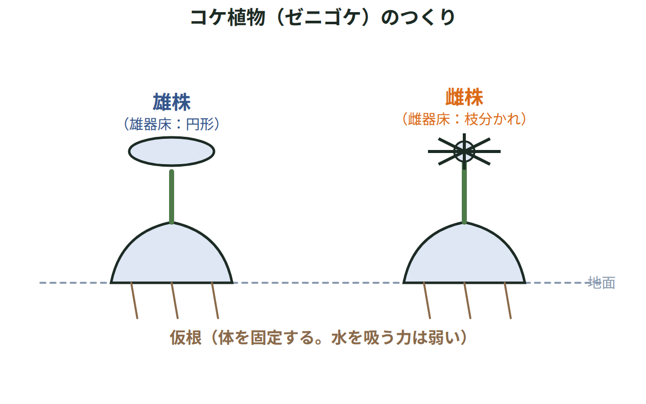 ゼニゴケの雄株と雌株の先端のつくりの違いと、体の下から出る仮根のつくりを示す図