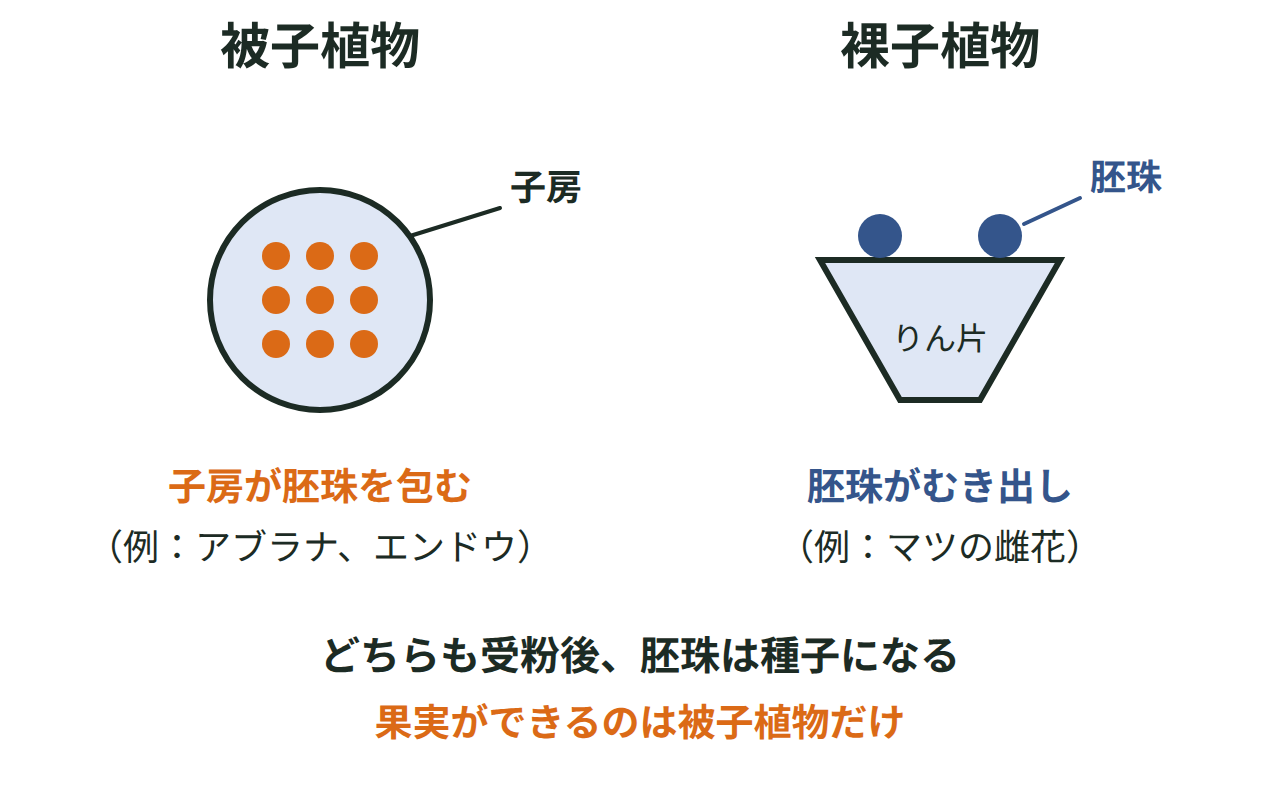 被子植物（子房の中に胚珠がある）と裸子植物（子房がなく胚珠がむき出し）の断面を並べて比較する図