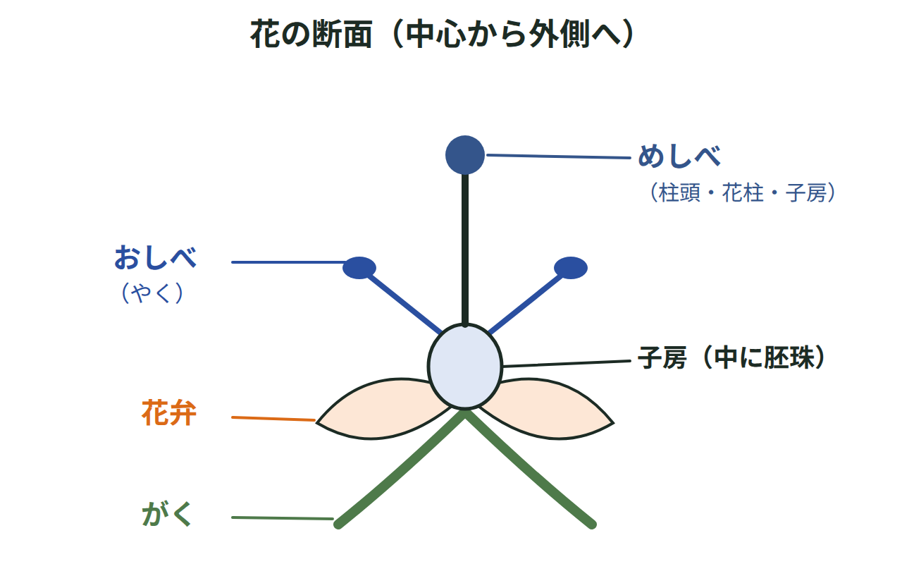 アブラナの花の断面図。中心からめしべ（柱頭・花柱・子房・胚珠）・おしべ（やく）・花弁・がくの順に並ぶ様子を示す図