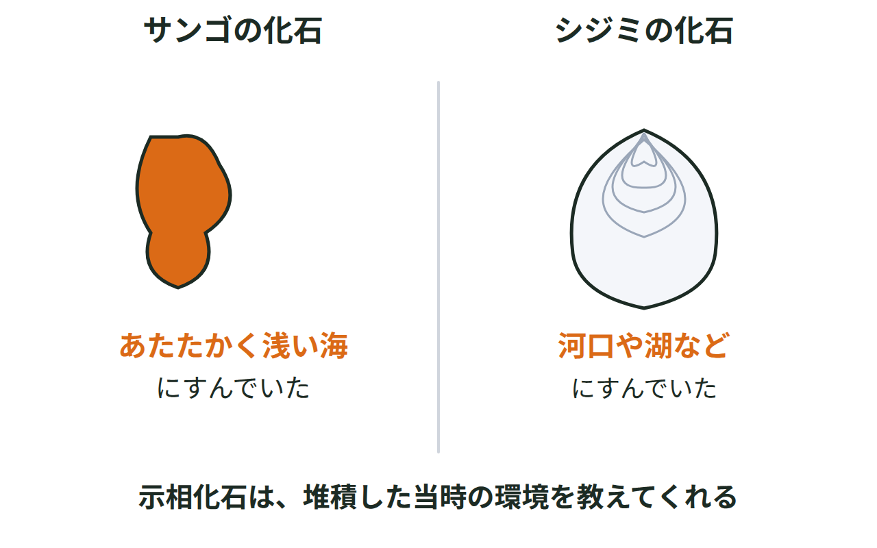 サンゴはあたたかく浅い海、シジミは河口や湖を示す示相化石であることを並べて示す図